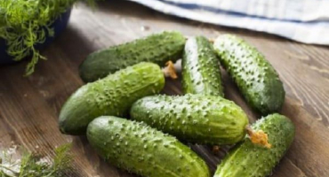 Popis a charakteristika krátkoplodých odrůd okurek, jejich tvorba a pěstování