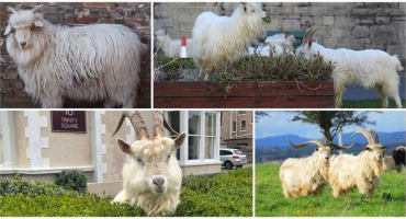 Zda je možné chovat kozu v bytě, vhodná plemena a pro a proti