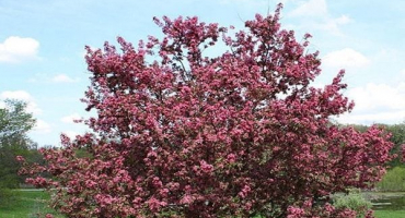 Popis a charakteristika červenolisté dekorativní odrůdy jabloní nedzvetsky, výsadba a péče