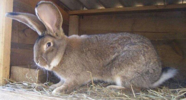 Popis a charakteristika králíků plemene flander, domácí péče