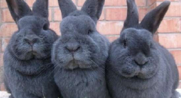 Popis a charakteristika králíků vídeňského modrého plemene, pravidla péče