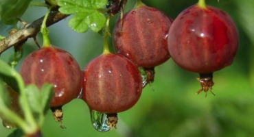 Popis a charakteristika odrůdy angreštu kolobok, výsadba a péče