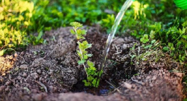 Popis a charakteristika odrůd angreštu, pravidla výsadby a péče