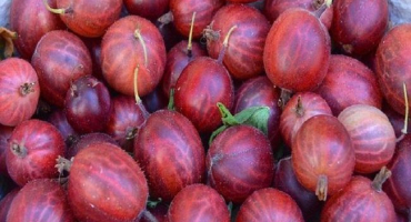 Popis a charakteristika odrůdy angrešt serenáda, pravidla výsadby a péče