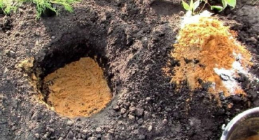 Popis a charakteristika odrůdy angreštu zeleného dešťového, výsadba a péče