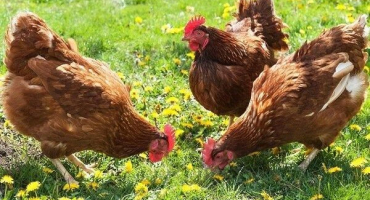 Popis a charakteristika kuřat plemene brown nick, vlastnosti obsahu