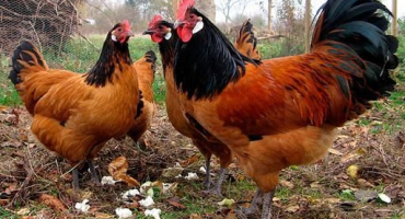 Popis a charakteristika kuřat plemene forverk, pravidla pro chov a chov