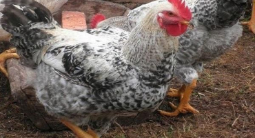 Popis a charakteristika kuřat master grey, péče a krmení