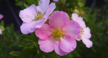 Popis a charakteristika odrůd potentilla princess, výsadba a péče