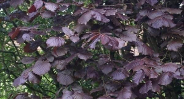 Popis a charakteristika lísky červenolisté, výsadba a péče, rozmnožování