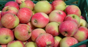 Popis a charakteristika letní odrůdy jablek malt bagaevsky