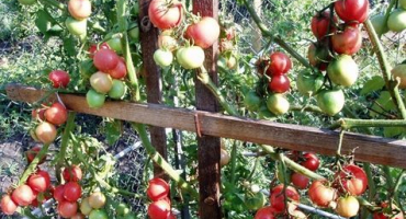 Popis a charakteristika odrůd rajčat liana