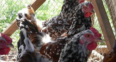 Popis a charakteristika kuřat plemene liven calico, požadavky na obsah