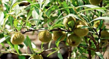 Popis a charakteristika nejlepších odrůd a druhů mandlí, výsadba a péče