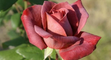 Popis a charakteristika nejlepších odrůd hnědých růží