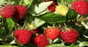 Popis a charakteristika maliníku arbata, technologie pěstování