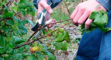 Popis a charakteristika úletové odrůdy maliníku, její výsadba a péče