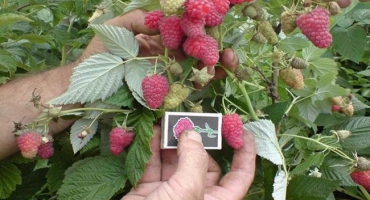 Popis a charakteristika odrůdy maliník brigantine, její výsadba a péče