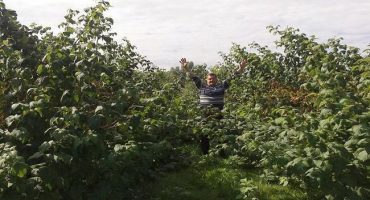 Popis a charakteristika maliny odrůdy glen ampl, její výsadba a péče