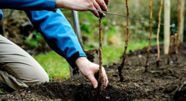 Popis a charakteristika malinových odrůd uhlí, pravidla výsadby a péče