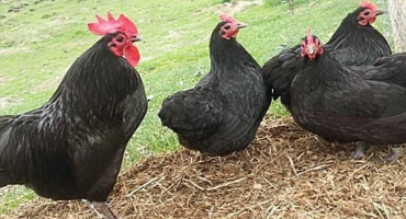 Popis a charakteristika moskevského černého plemene kuřat, produkce vajec