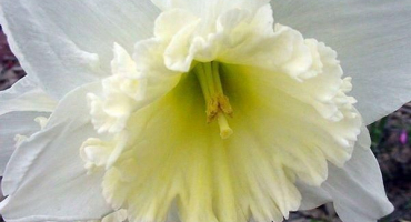 Popis a charakteristika narcisové odrůdy mount kapuce, výsadba a péče