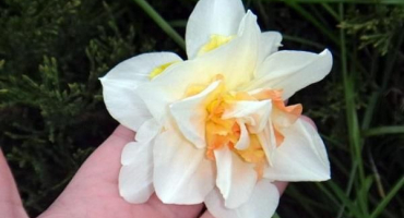 Popis a charakteristika repliky kultivaru narcisu, pěstování a péče