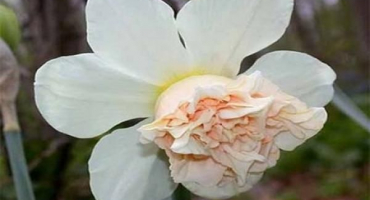 Popis a charakteristika narcisů růžovitých, technologie pěstování a péče