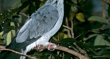 Popis a charakteristika plemene holubů nikolaev chubaty, obsah