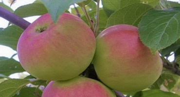 Popis a charakteristika, vlastnosti pěstování a oblasti pro odrůdy jablek dárek pro zahradníky