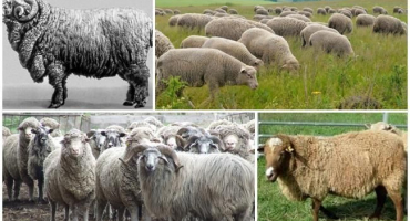 Popis a charakteristika kavkazských ovcí, rysy obsahu