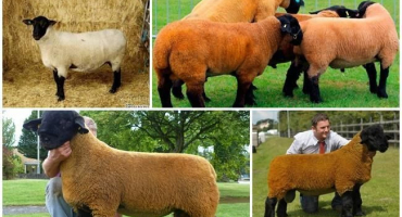 Popis a charakteristika ovcí suffolk, rysy obsahu