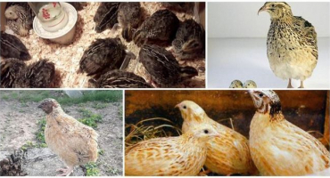 Popis a charakteristika křepelek fénixových, jejich chov a péče