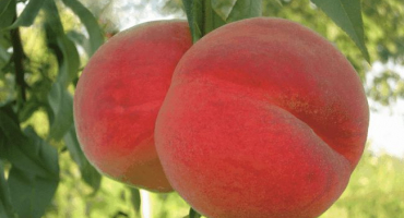 Popis a charakteristika broskvoně redhaven, historie výběru odrůdy a pravidla pěstování