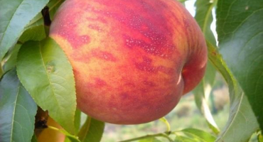 Popis a charakteristika odrůdy broskvoně ambassador of the world, výsadba a péče