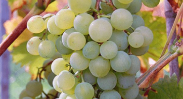 Popis a charakteristika, klady a zápory krásy severní odrůdy a pravidla pěstování