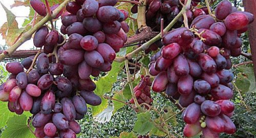 Popis a charakteristika, klady a zápory odrůd révy vinné, chuť a pravidla pěstování
