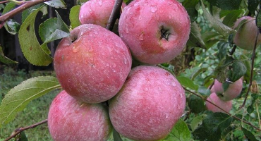 Popis a charakteristika ovocných odrůd jabloní welsey, pěstování a péče