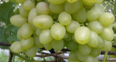 Popis a charakteristika harold ovocných hroznů a historie stvoření