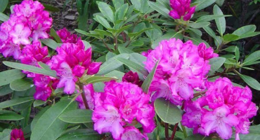 Popis a charakteristika rododendronových podtříd rasputin, výsadba a péče