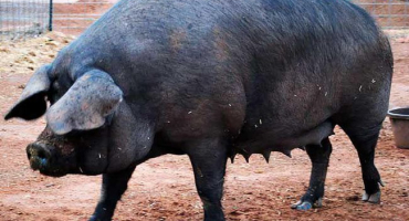 Popis a charakteristika plemen černých prasat, výhody a nevýhody