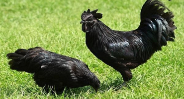 Popis a charakteristika kuřecího plemene ayam cemani, podmínky zadržení