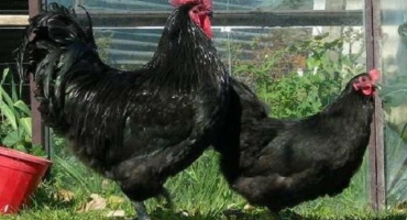 Popis a charakteristika plemene kuřat australorp, pravidla údržby