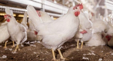 Popis a charakteristika obtiskového bílého kuřecího plemene, vlastnosti obsahu