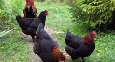 Popis a charakteristika kuřecího plemene maran, jemnost obsahu