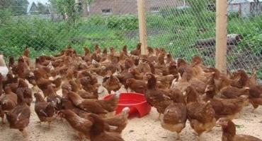 Popis a charakteristika plemene rodonitské kuře, jemnosti chovu a šlechtění