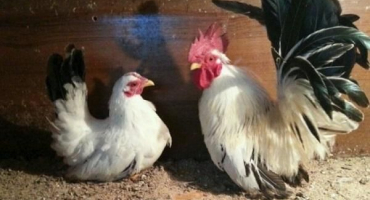 Popis a charakteristika kuřecího plemene shabo, vlastnosti obsahu