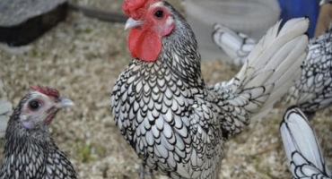 Popis a charakteristika plemene kuře mořský, podmínky zadržení