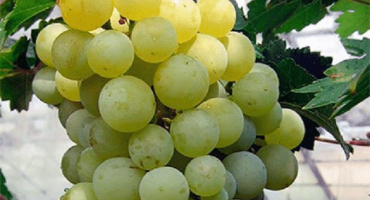 Popis a charakteristika, výhody a nevýhody odrůdy tukay a pěstování