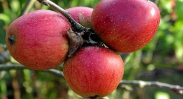 Popis a charakteristika, výhody a nevýhody jabloní orlických, pěstitelské vlastnosti